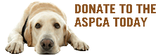 Pledge to Fight Animal Cruelty
